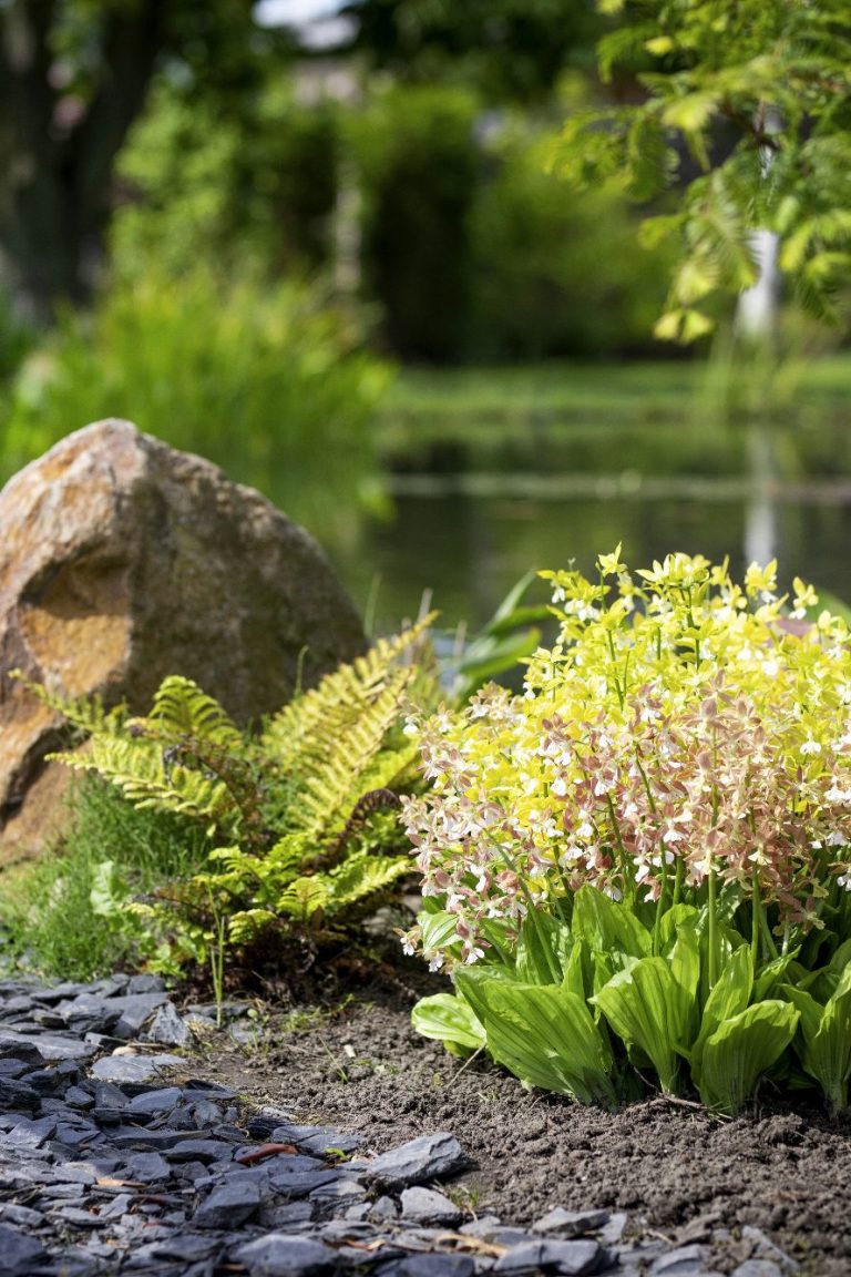 winterharte Calanthe Hybriden in verschiedenen Farben