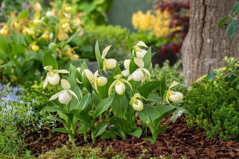 winterharte Frauenschuh-Orchideen in cremeweiß 