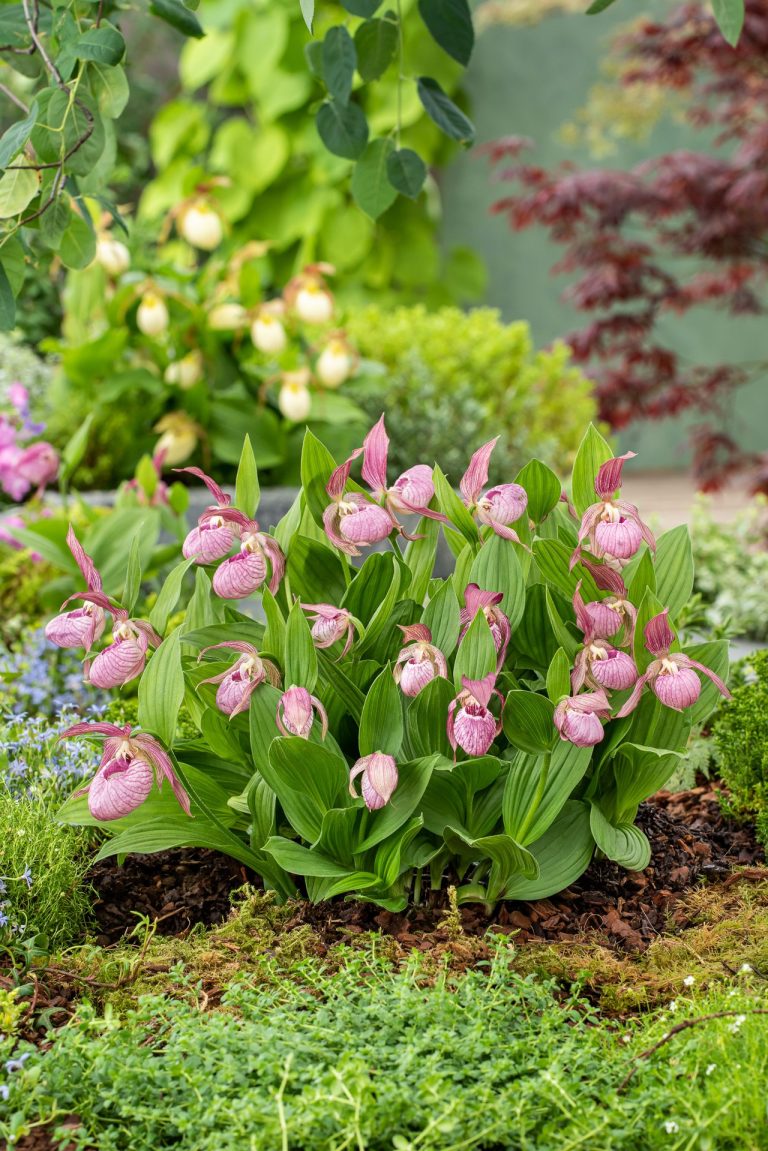 winterharte Frauenschuh-Orchideen in rosa